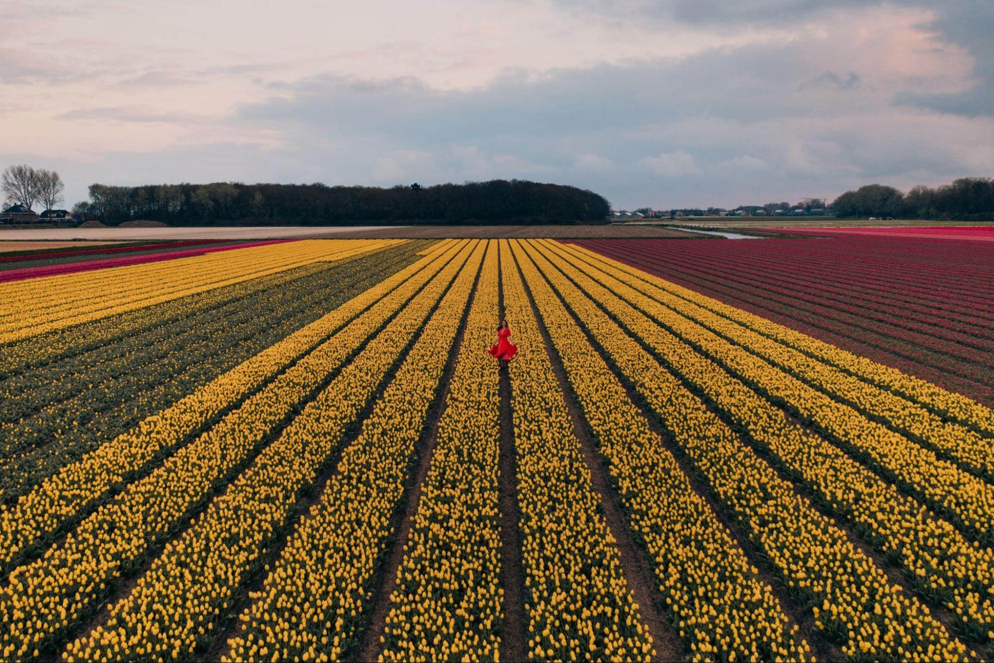 field of flowers