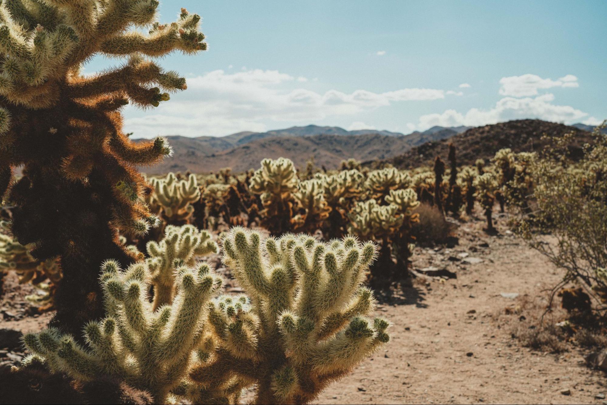 Joshua Tree National Park